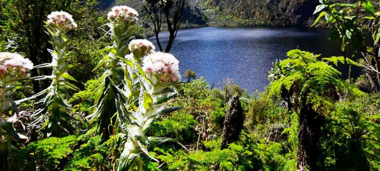 Rwenzori Wildlife